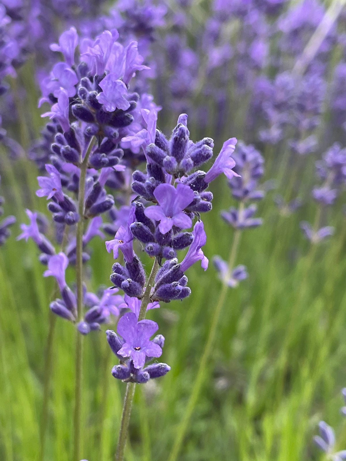 GC Lavender Flowers