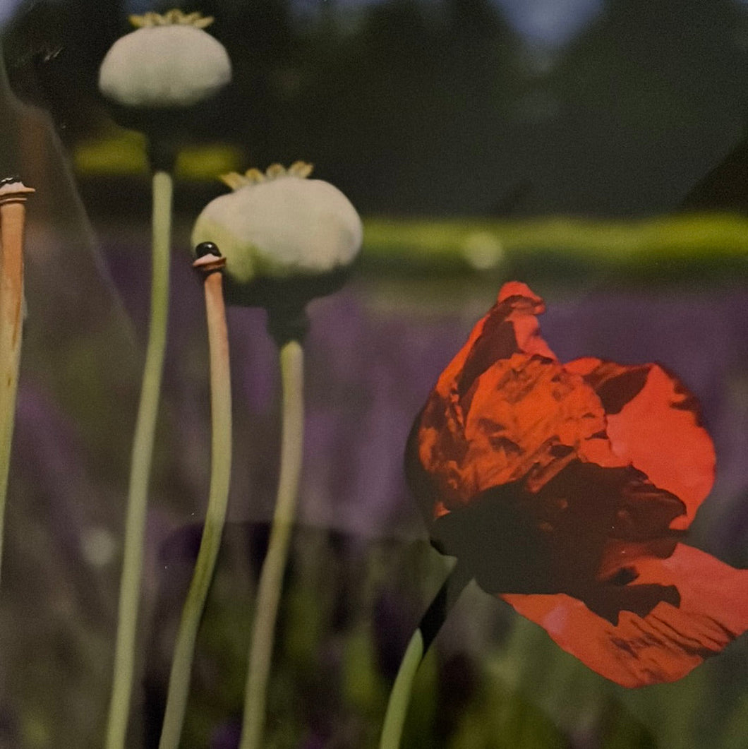 GC Poppies Vertical