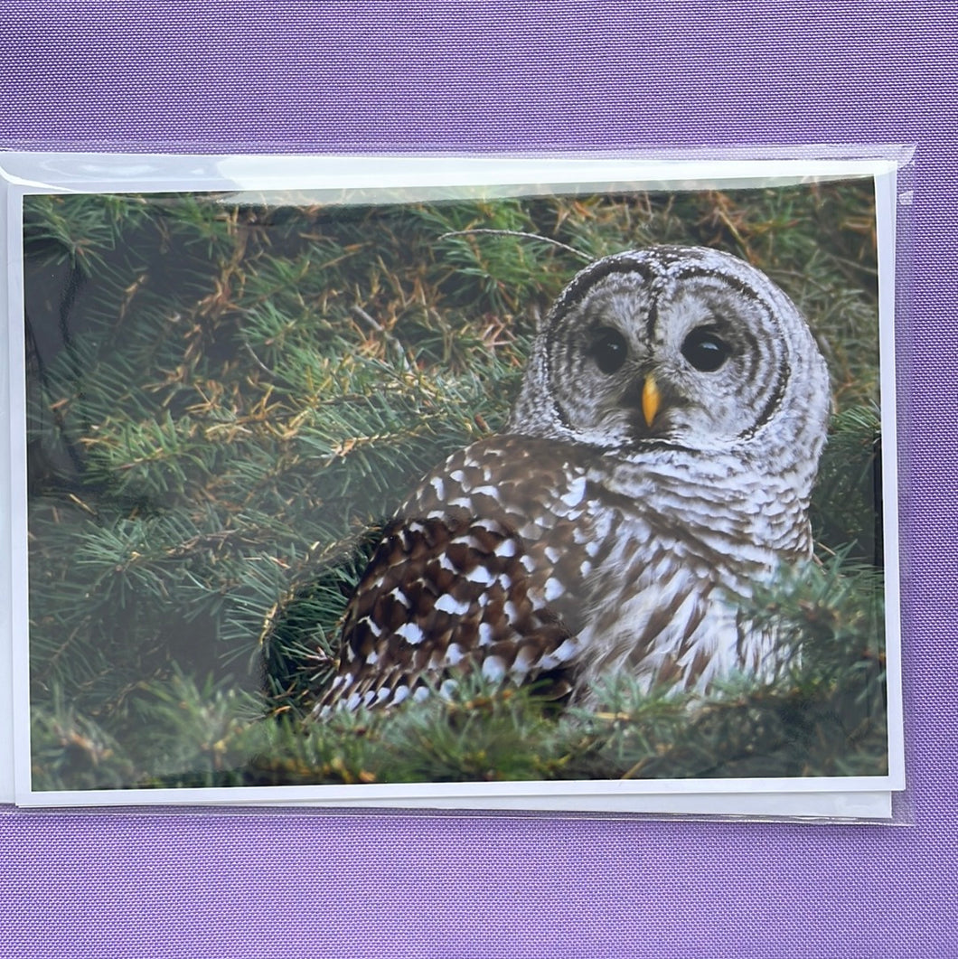 GC Barred Owl Large