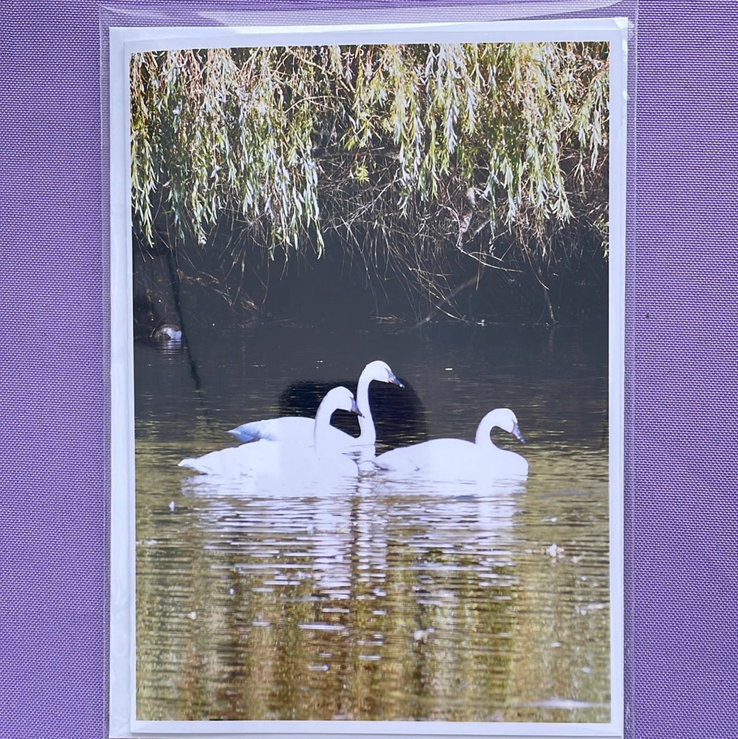 GC Swan Trio