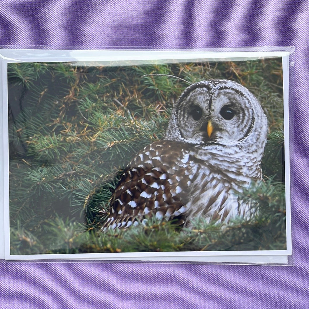 GC Barred Owl Small