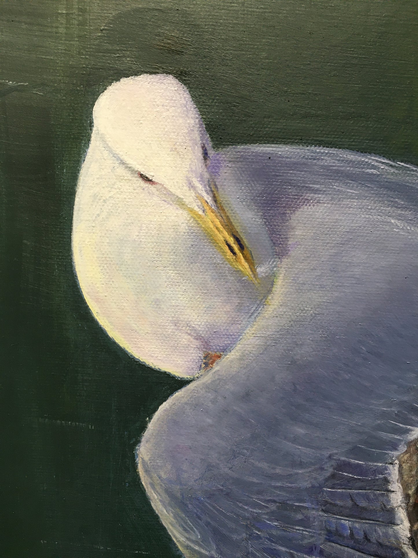 Original Preening Gull Oil Painting