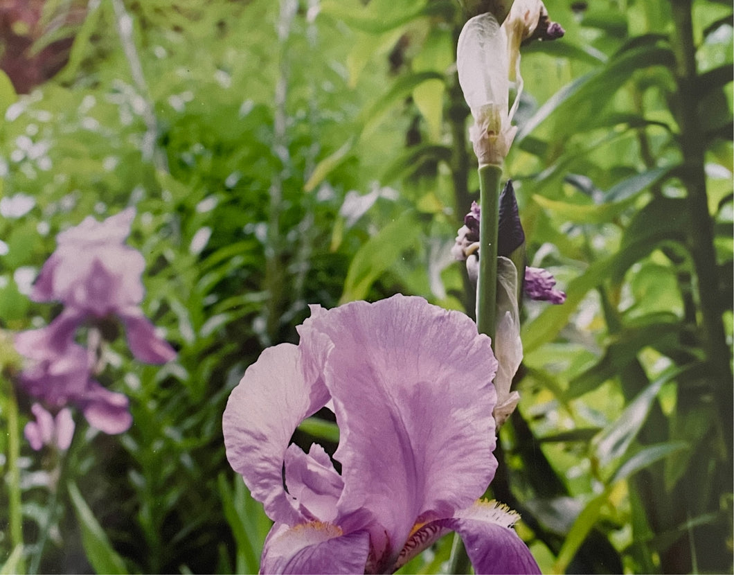 GC Light Purple Iris