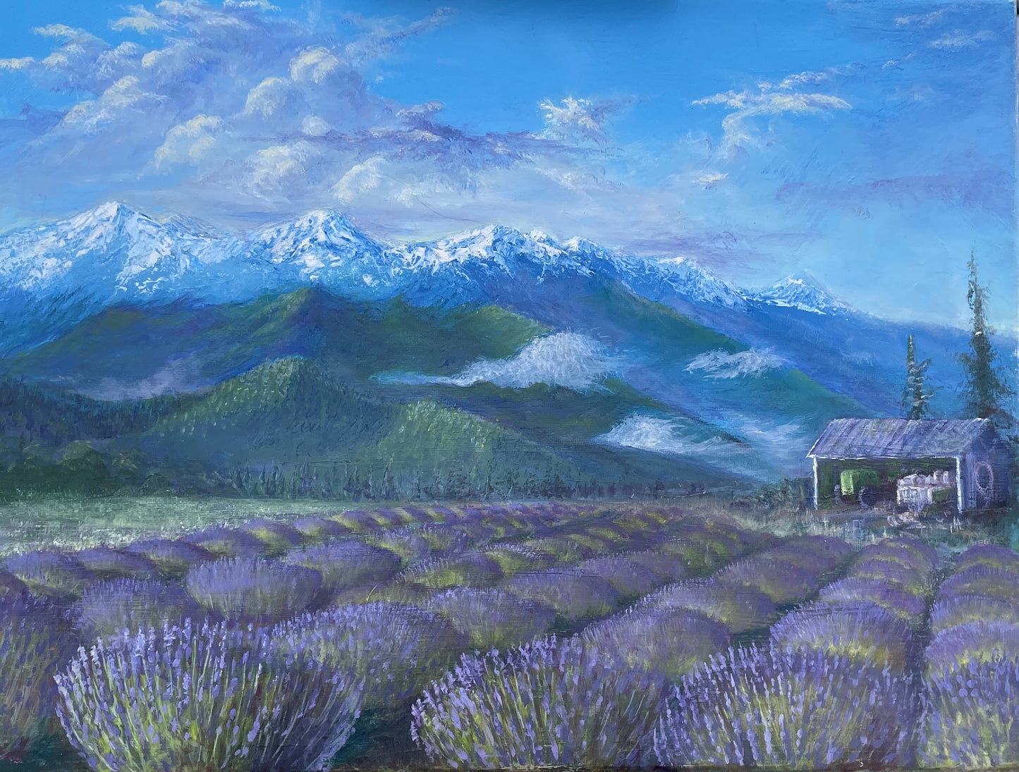 Print Sequim Lavender Field