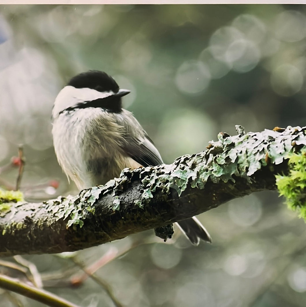 GC Chickadee